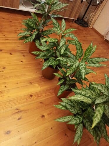1 ədəd qızılgül: Aglaonema (Çin həmişəyaşıl) otaq bitkisi - Növ: Aglaonema, iri — 2