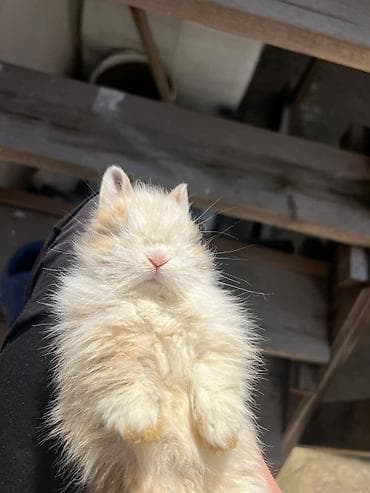 1 aylıq çox şirin dovşan satılır 🐰✨ Tam sağlamdır, çox sakit və