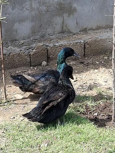 quru corek: Məhsul: Qara ördək cütü Təsvir: temiz kayuka yumurtayan damazliq — 2