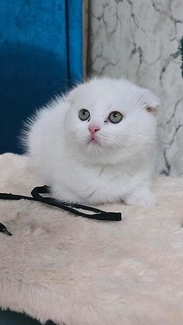 Şotland yastı qulaq