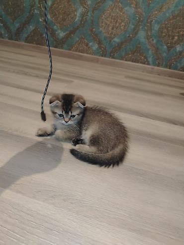 cutlesdirmek ucun pisik: Şirin balaca pişik balaları Xüsusiyyətlər: - Yaş: təxminən balaca — 3