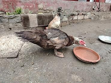 Akvariumlar: Salam krasnadar sortu təmiz qan erkəydi sonu 50 azndi qiymətə görə — 4