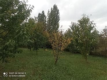 çilədağı bitkisi hardan almaq olar: Meyvə bağı – müxtəlif növ ağaclarla əkilmiş torpaq sahəsi Təsvir: - — 8