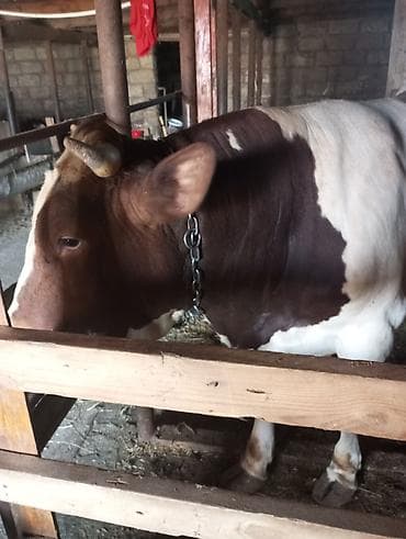 it satilir ucuz: Qurbanlığa yaralı super dana satılır kəsgi ilə16manat ayaq üsdü diri — 6