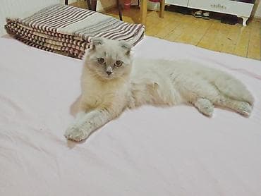 Şotland yastı qulaq, Erkək, Cütləşmə üçün