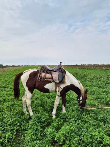 quzu qiymətləri: Salam Alekum 5 Yaşının İcindədi Yerişidə Var Boylu Atdı Təpik atmağı — 2