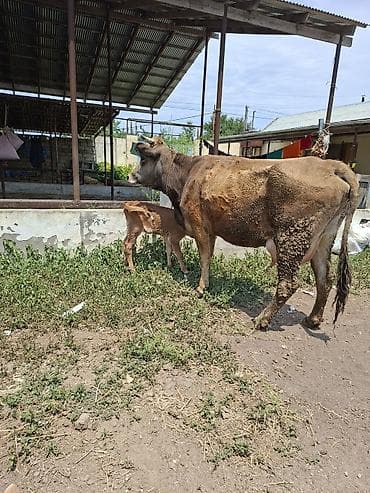 sud saqan: 14 litir sud verir disi balasi var 11 gundu dogub 3cu qarni — 1