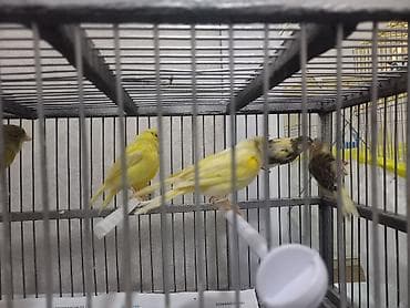 Yuvalar: Hamısı iri mayalardı 1 ed 35m — 4