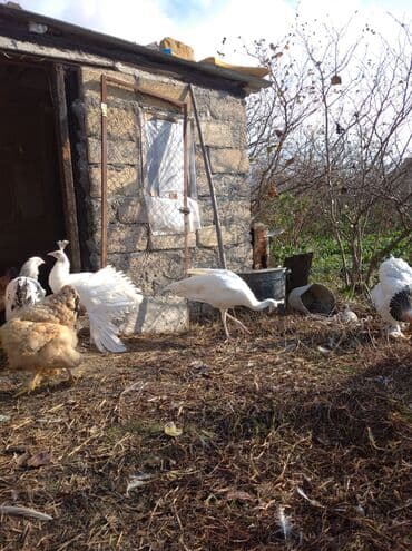 ağ kəklik: Salam aleykum. Satışda bir cüt ağ tovuzquşu var. 6 ayliqdirlar. cütü — 10