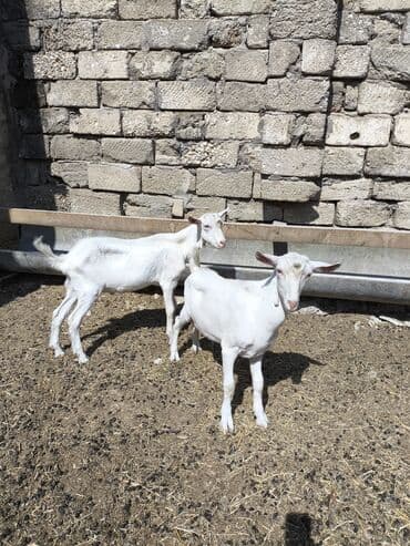 Yemlər: Dişi, il: 2, Südlük — 6