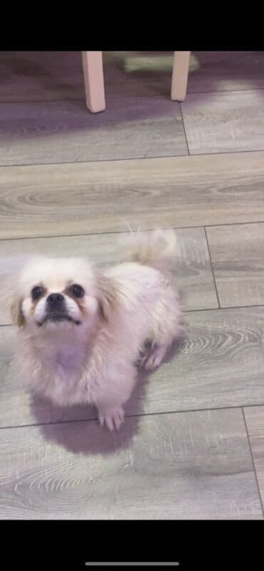 пекинес цена в баку: Pekines, 4 ay, Dişi, Peyvəndli — 3