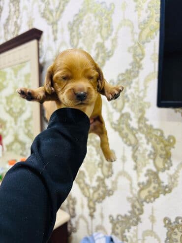 cocker spaniel qiymeti: Koker spaniyel, 1 ay — 1