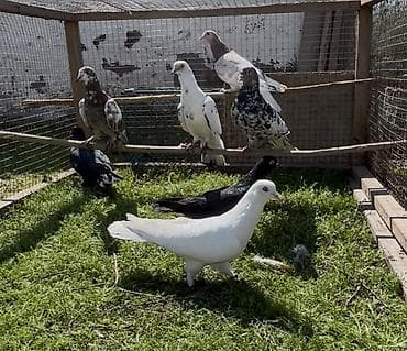 Попугаи: Goyercinler satilir — 9