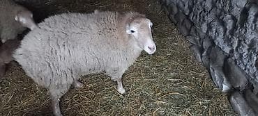 3 baş balalı toğlu birinci qarına erkək balalıdı hamısı . tək olan isə — 4