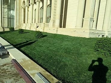 yonca toxumu satilir: Qazon yüksək keyfiyyət münasib qiymətə enni yarpaq danimarka toxumu — 3