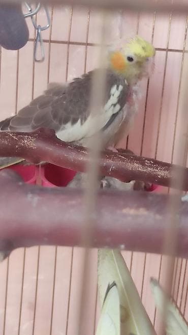 sabuncu it bazari: Tutuquşları — 2