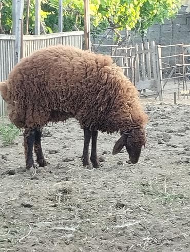 rotveyler satilir: 8 aylıq toyuğlu erkək təmiz qala cinsi qoç satılır.Diri çəkisi 55 — 4