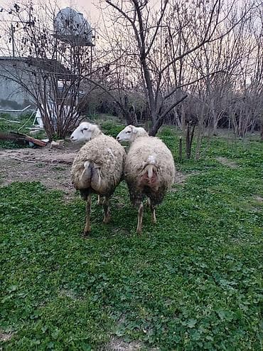 Gəmiricilər: Boğaz heyvanlardı — 2