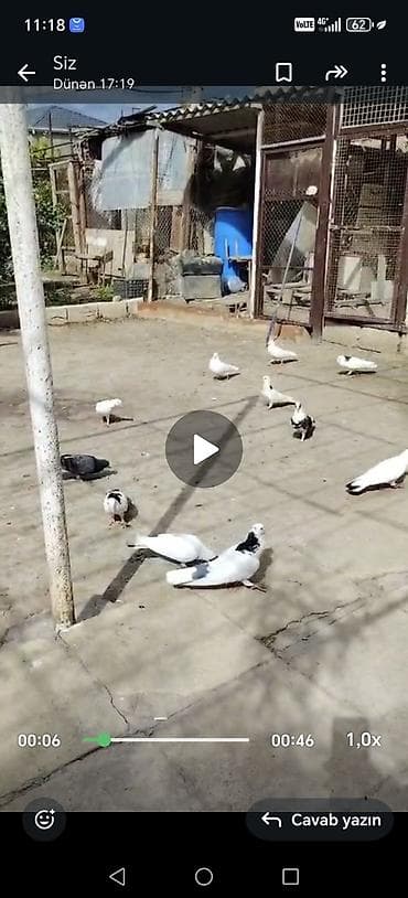 bildirçin quşu: Tergitme goyercinler 22 dene için de 10a yaxın seykalar var 150 azn — 1