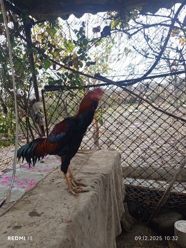 Gəmiricilər: Məhsul: Qırmızı-qara rəngli xoruz (uzun quyruqlu), yanında bir dişi — 3