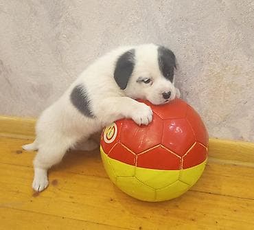 Heyvanlar üçün mallar: 2 ay, Dişi, Ünvandan götürmə — 3