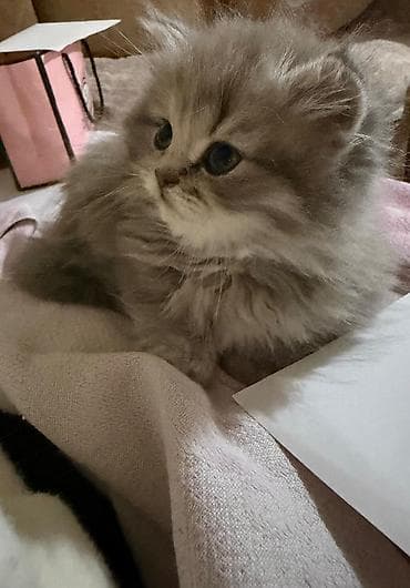 it pişik: Britan — 4