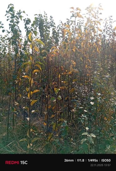 dekorativ yonca toxumu: Meyvə ağacı tingləri – müxtəlif sortlar - Məhsul: Meyvə bağları üçün — 1