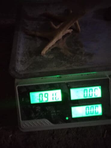 Коровы, быки: Курица, Broyler, Для мяса, Бесплатная доставка — 2