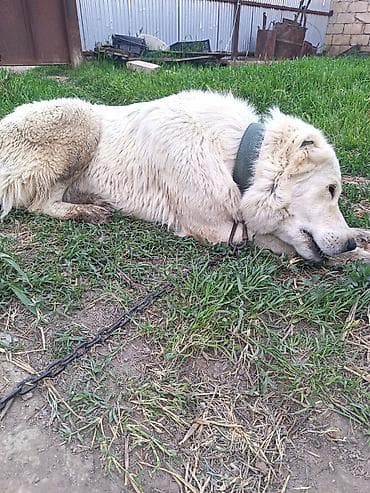 2 ayliq cuceler: Dişi itdi satılır — 2