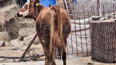 simental inekler satilir: Dişi, Simental, il: 3, 450 kq — 2