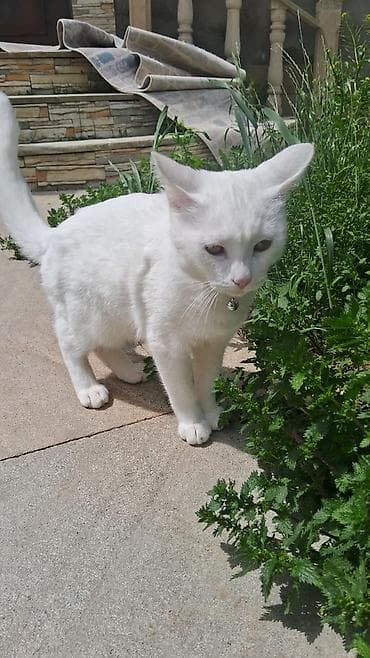 it balalari satilir: Erkək, Yaxşı əllərə — 1