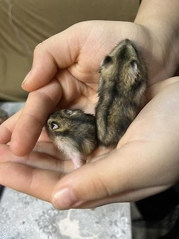 ev iti pudel: Cırtdan hamster balaları - Növ: Cırtdan (Djungarian/Sibirya tipli) — 2