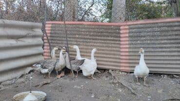 дом для собак: Гуси — 3