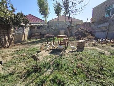 kuban ördek: Dişi, | Kuban, Ətlik, Ünvandan götürmə — 2