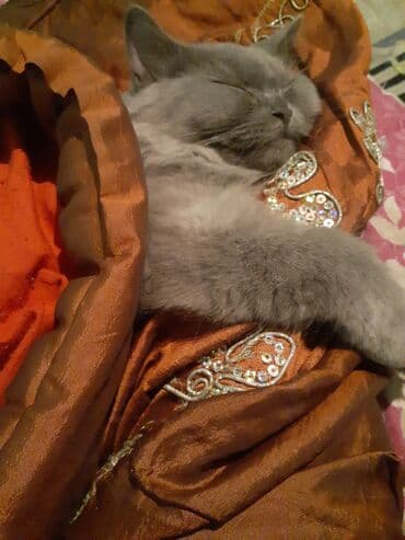 британская голубая кошка: Yaxşı əllərə — 3