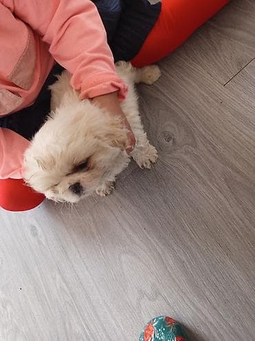 Təmiz cins erkək Pekines balası 2 aylıg tam sərbəst — 1