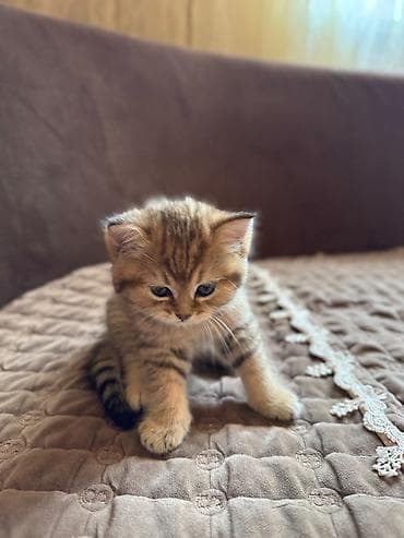 mini maltese: Qızıl şinşilla, Erkək, Ünvandan götürmə — 5