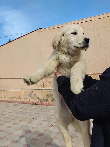 Retriever, 5 ay, Erkek, Sənədli, Ünvandan götürmə, Ödənişli çatdırılma