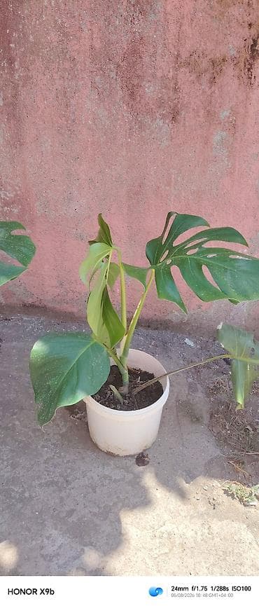 nokia yarpaq: Monstera deliciosa (yaprakları deşikli, kəsikli dekorativ tropik — 3
