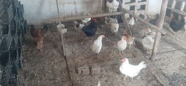 Keçi, çəpiş: Toyuq, Adler, Damazlıq — 4