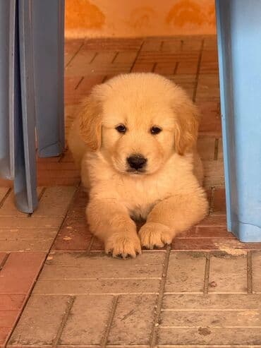 itler ucun qurd dermani: Retriever, 4 ay, Erkek, Peyvəndli — 4