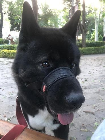 it satislari: Akita-inu, 4 il, Erkek, Sənədli, Ödənişli çatdırılma — 1