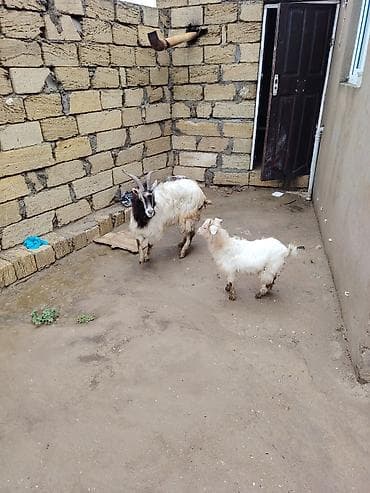 pomeranian dişi: Dişi bala ile 3 cu balasıdı cavan kecidi maşalah yimeyne soz yoxdu — 5