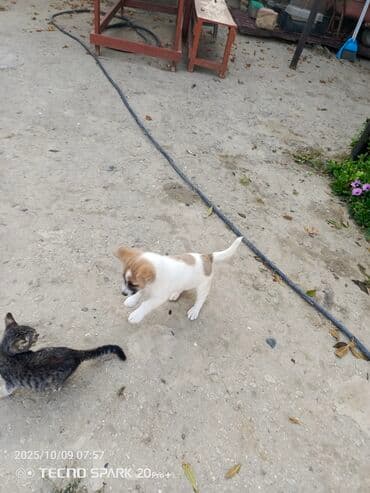 it pişik: Məhsul: Balaca it balası Təsvir: - Rəng: ağ fon üzərində açıq-qəhvəyi — 1