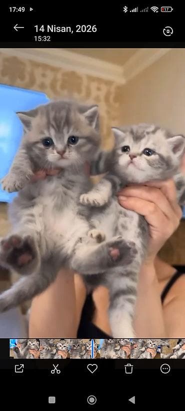 silver sinsila: Şinşilla — 1