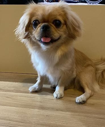 Pekines lalafo.az -da Pekines