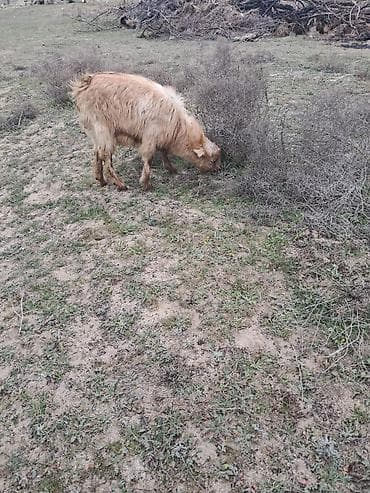 Dovşanlar: Disi cepis — 1