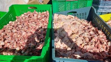 cau cau qiymeti: 1 месяц, Самец — 1