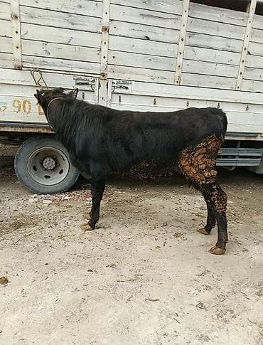 mal bazarı: Inəklər, öküzlər — 3