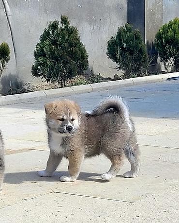 Akita-inu — 3